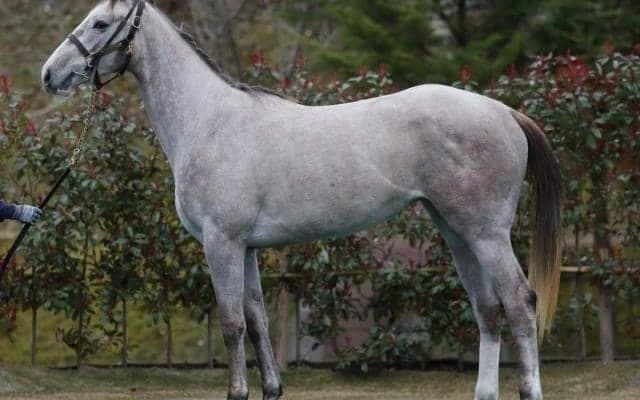 【JRA新馬戦】ヘヴンリーロマンスの仔カウピリなどがデビュー