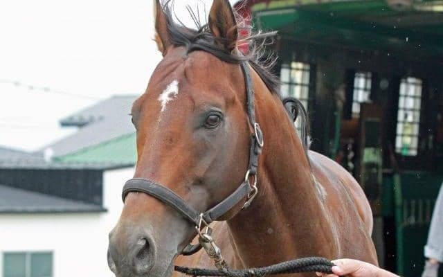 モジアナフレイバーが白馬牧場に到着