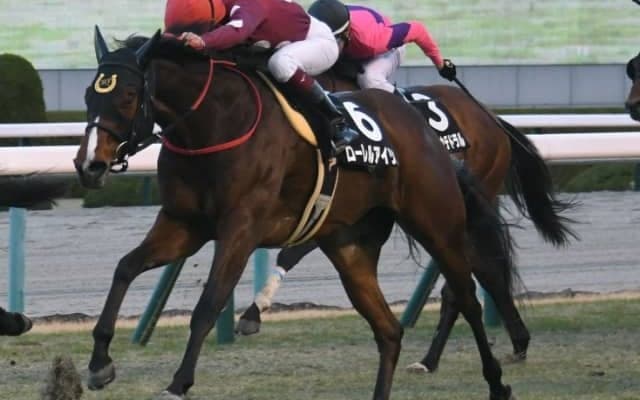 函館11Rで転倒のローレルアイリスは予後不良、トップオブメジャーは異状なし