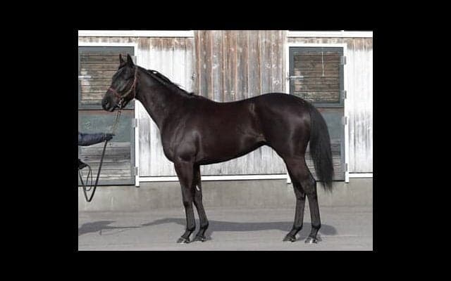 新進気鋭のオーナーが期待を寄せる「バラ一族」のヤングローゼス。手塚調教師も「いい馬」と高評価