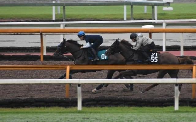 母は芝短距離で3勝を挙げたリアルスティール産駒、トーホウガレオンがデビュー/関西馬メイクデビュー情報
