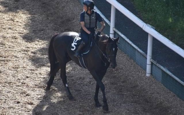 ブラックブロッサムなど、先週の入厩情報/栗東トレセンニュース