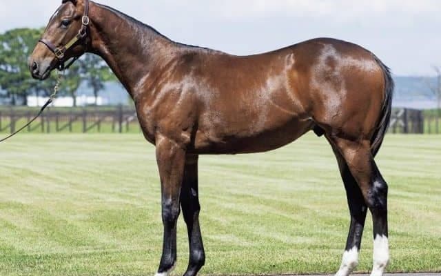 【JRA新馬戦】サトノダイヤモンド産駒ルクスグローリアなどがデビュー