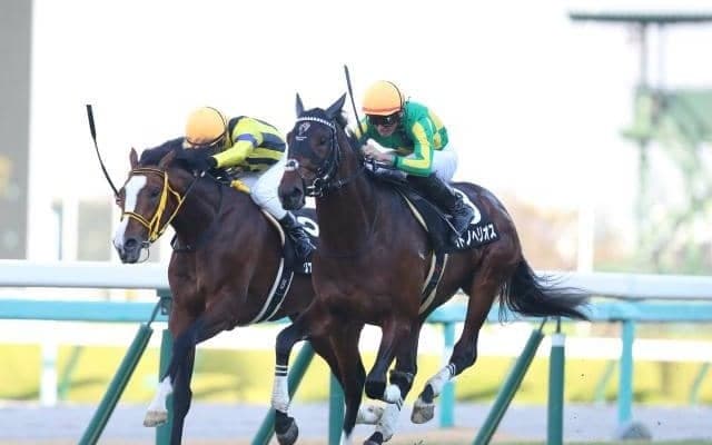 【ラジオNIKKEI賞予想】狙うは馬番1-4に入った人気薄タイプ？ 逆にズバッと消したいのは何枠の馬？