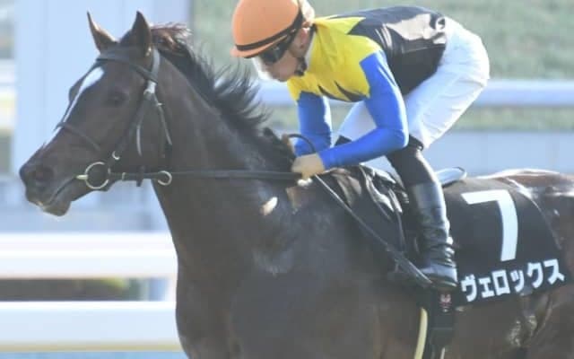 【先週のJRA抹消馬】ステイヤーズS覇者リッジマン、2019年牡馬三冠好走のヴェロックス、阪神JF2着ラブリイユアアイズなど