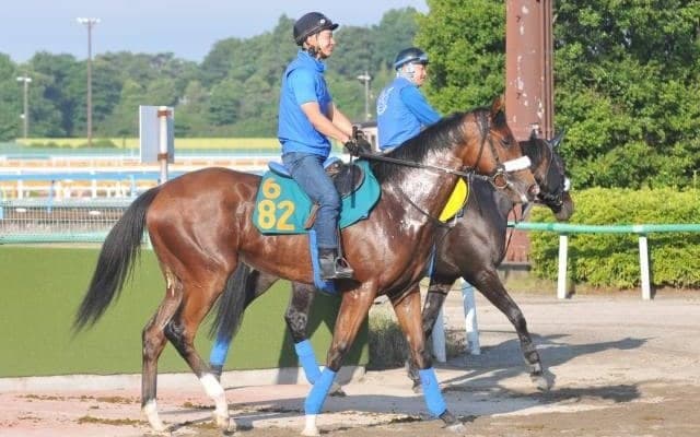 重賞3勝馬ユーキャンスマイルの半妹アップトゥミーがデビュー/関東馬メイクデビュー情報