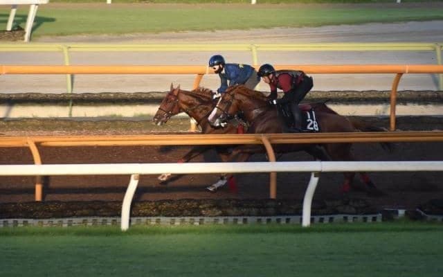 GI4勝馬ラッキーライラックの全弟 シリンガバルガリスがデビュー/関西馬メイクデビュー情報