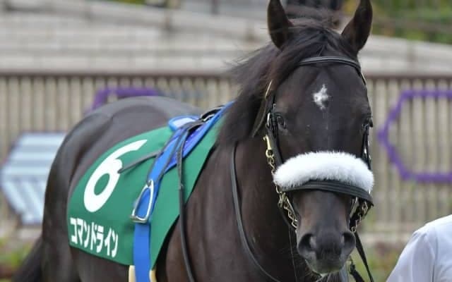 【大井・ジャパンダートダービー】初ダートのコマンドラインは川田将雅騎手、無傷3連勝中のハピは藤岡佑介騎手 中央・地方選定馬が発表