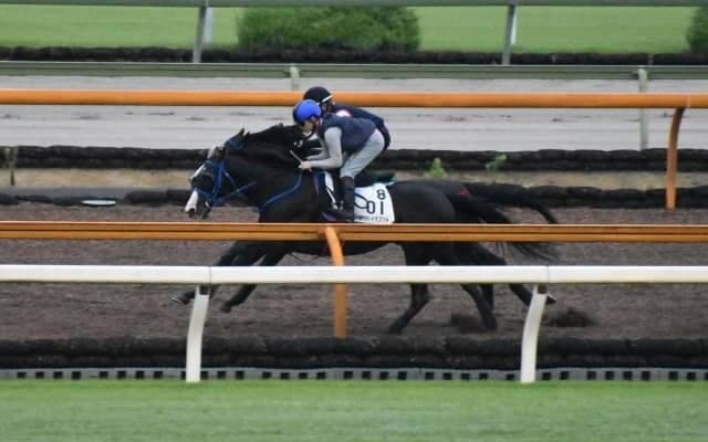 サンレイポケット、函館記念1週前追い切り速報/栗東トレセンニュース