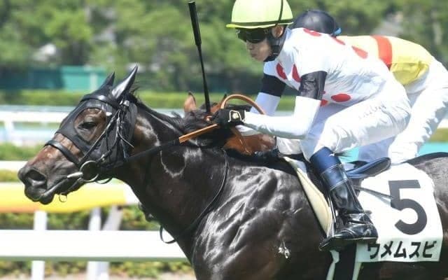 【次走】ウメムスビはフェニックス賞へ 父ファインニードルに産駒のJRA初勝利をプレゼント