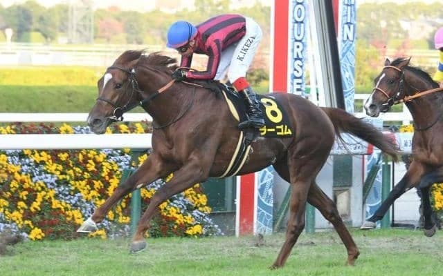 【プロキオンS枠順確定】ラーゴムは大外8枠16番、サンライズウルスは8枠15番