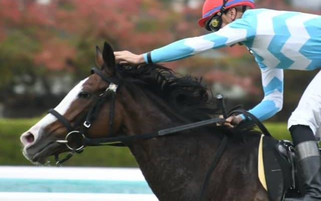 【次走】メロディーレーンは札幌芝の長丁場・丹頂Sへ 前走は宝塚記念にタイトルホルダーと姉弟で出走