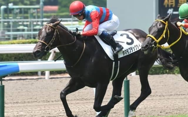 【小倉5R新馬戦結果】6番人気タマモブラックタイが早め先頭から押し切る