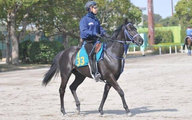 1億円超えの“バラ一族”ヤングローゼスが戸崎圭太騎手でデビュー/関東馬メイクデビュー情報