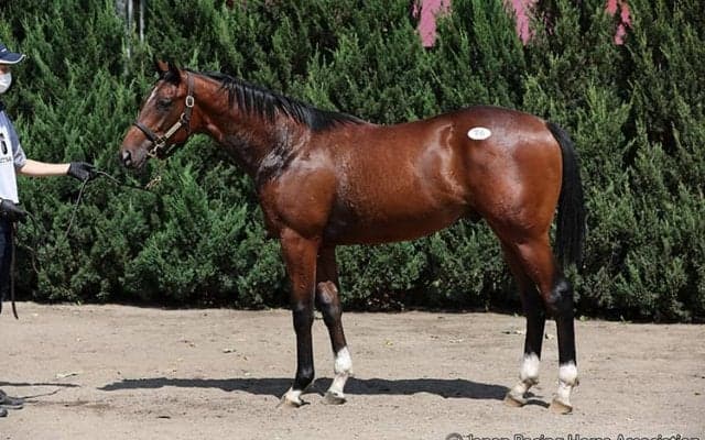 【セレクトセール2022】前年比10.6％増で歴代最高128.7億円を売り上げ大盛況　億超えは25頭/1歳セッション