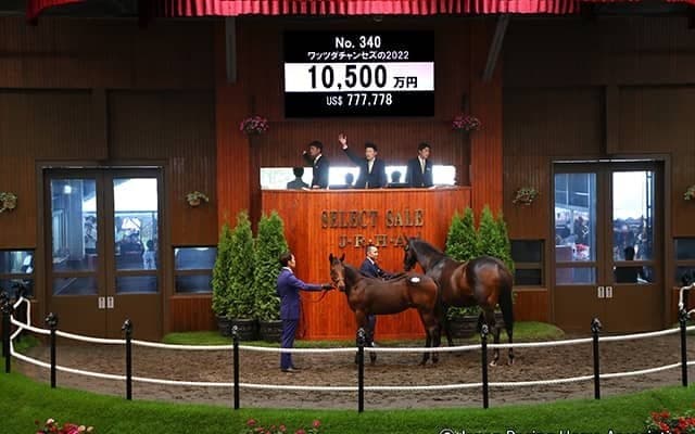 【セレクトセール2022】ダノックスが1億500万円で米芝G1馬ワッツダチャンセズの仔を落札