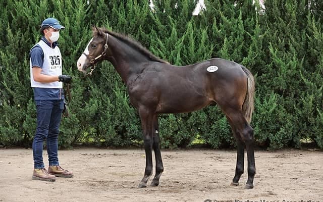 ショウナン国本オーナー3億超の馬に「自分の夢をかけるに相応しい魅力な馬」