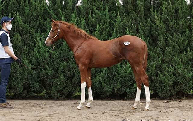 「どうしても手に入れたかった馬」NICKSエージェント竹内啓安氏が希望馬落札に安堵