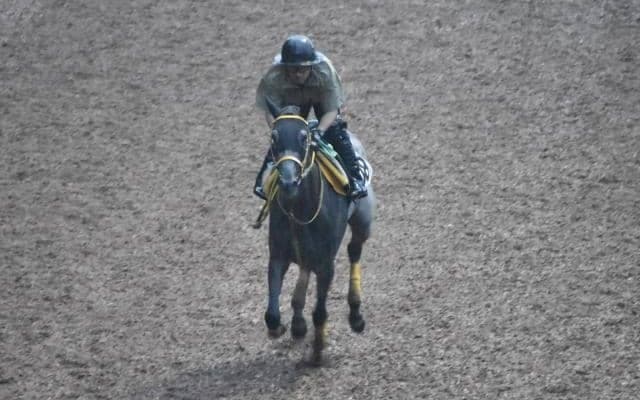 マリアエレーナなど、先週の入厩情報/栗東トレセンニュース