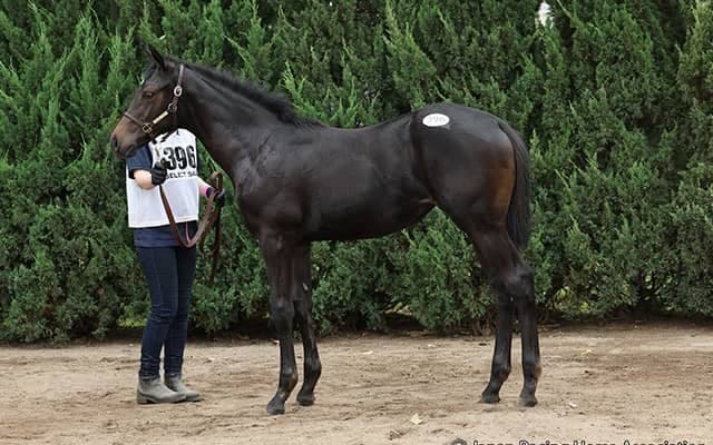 「どうしても欲しいと思っていたので落札できて嬉しい」 希望馬の落札に「エコロ」原村オーナーもホッ