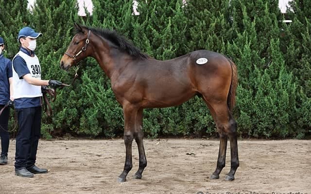 【セレクトセール2022】総売上257億円超で史上最高売上更新　当歳のトップは3億2000万円/当歳セッション