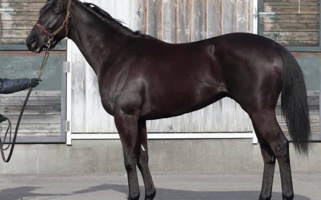 【JRA新馬戦】パッシングスルーの半妹フェブランシェなどがデビュー