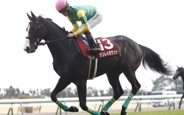【函館記念枠順確定】サンレイポケットは6枠12番、マイネルウィルトスは3枠5番