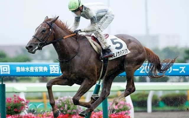 【函館5R新馬戦結果】キミノナハマリアが最内を突いて抜け出す