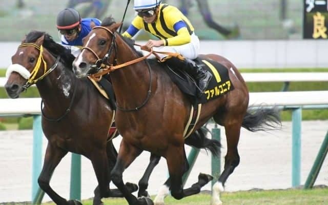 【中京記念見どころ】ファルコニアの重賞初制覇なるか