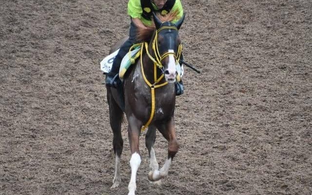 ジャックドールなど、先週の入厩情報/栗東トレセンニュース