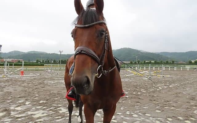 ヨシオが福島競馬場で誘導馬に 「無事之名馬」を体現したアイドルホース
