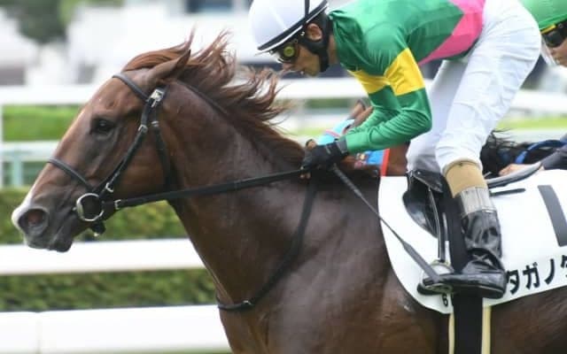 【次走】ヤマカツエース産駒として初勝利のタガノタントは小倉2歳Sへの参戦を視野に調整