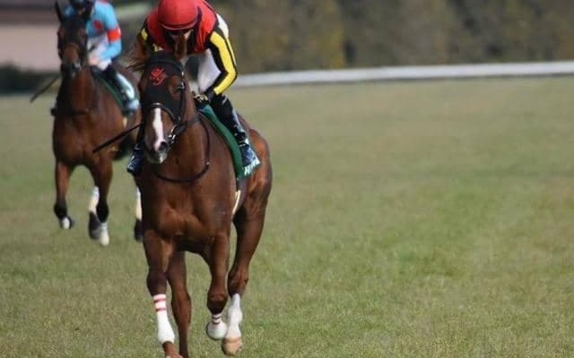 【今日の注目ポイント】札幌開催がスタート、福島でメジャーエンブレムの仔初陣など