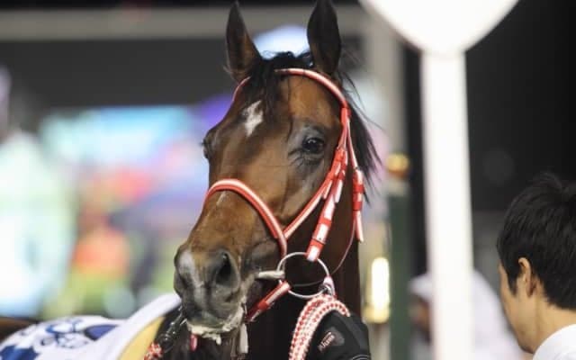 新種牡馬リアルスティールの産駒がJRA初勝利　小倉1Rニシノトキメキ