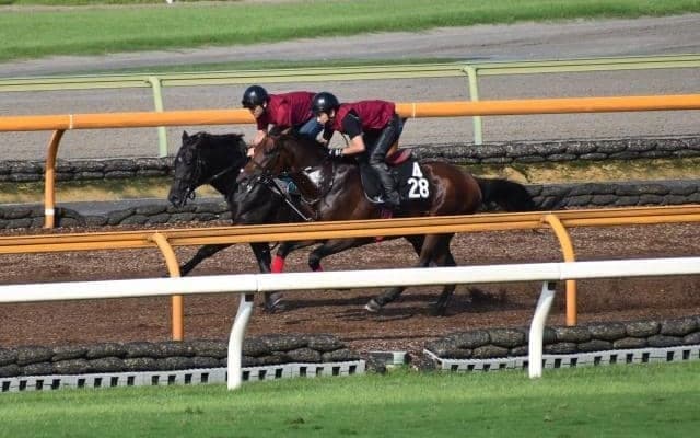 シルバーステート産駒の大物誕生か　素軽い動き見せるラスハンメル/関西馬メイクデビュー情報