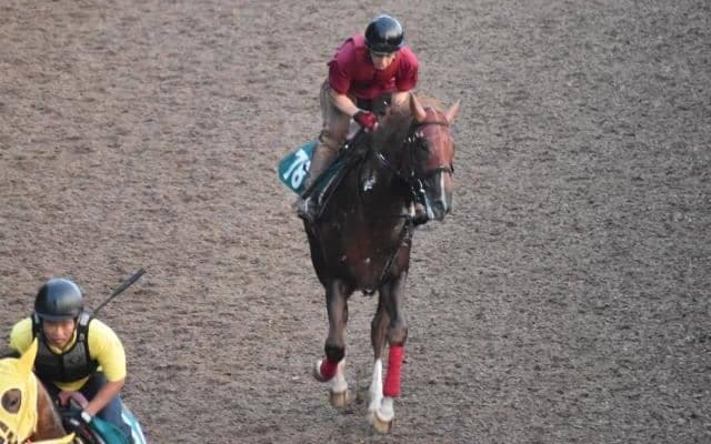 シリンガバルガリスなど、先週の入厩情報/栗東トレセンニュース