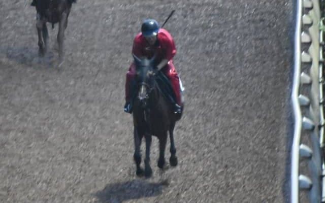 コトヴィアなど、先週のゲート試験/栗東トレセンニュース