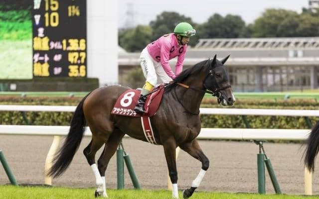 【新潟ジャンプS予想オッズ】アサクサゲンキが予想1番人気