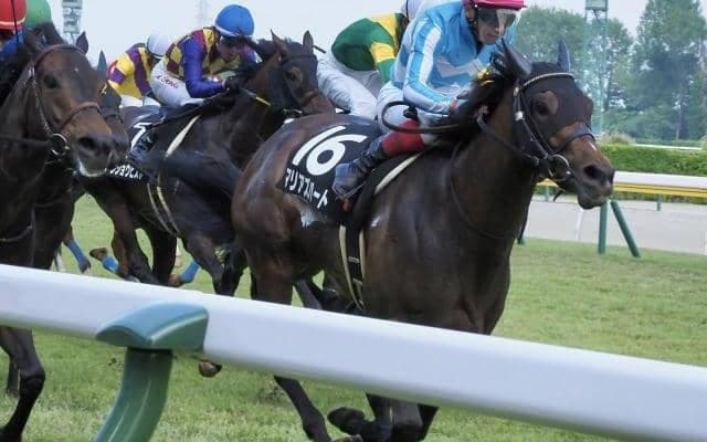 【アイビスSD予想オッズ】マリアズハートが予想1番人気