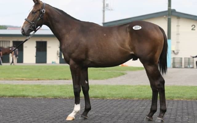 桜花賞馬レーヌミノルの仔が歴代3位の値　「ミノル」オーナーが7260万円で落札／セレクションセール2022