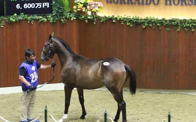 【セレクションセール2022・第2日目】7260万円で落札されたブリックスアンドモルタル産駒「レーヌミノル2021」が最高価格