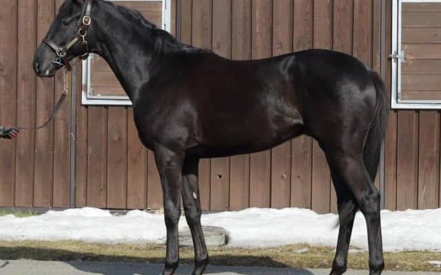 【JRA新馬戦】クイーンズリングの仔シャザーンなどがデビュー