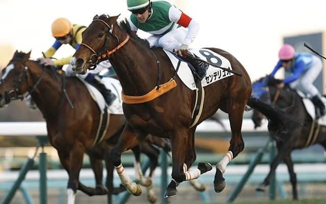 センテリュオが7歳で死亡　2020年オールカマー勝利など重賞戦線で活躍