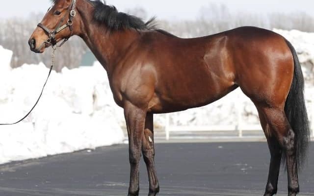 【POGデビュー情報】半弟は4億円馬＆母は豪の名牝、リバティアイランドが土曜新潟5Rで初陣