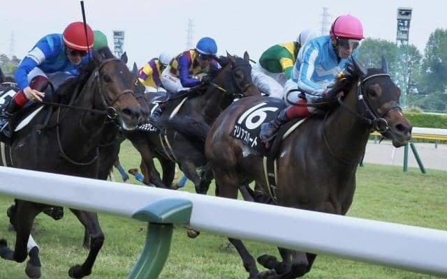 【今日の注目ポイント】新潟でアイビスSD、札幌でクイーンS