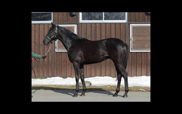 「この馬は走るね」鹿戸厩舎のライツオブキングスはスタッフ大絶賛の逸材