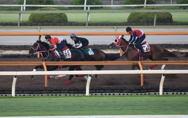 父リアルスティールと同厩舎に所属、師も高い期待寄せるフェイト/関西馬メイクデビュー情報