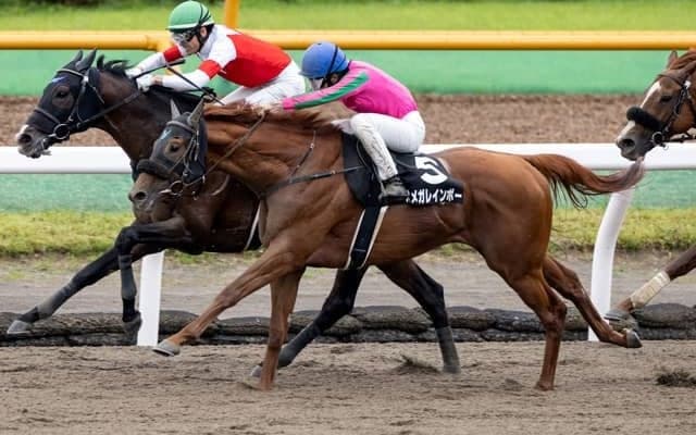 【エルムS予想オッズ】オメガレインボーが予想1番人気