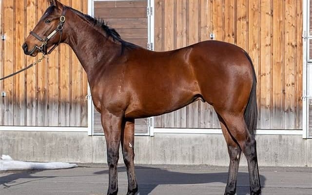 【POG】ジェンティルドンナの半弟イストロスが20日小倉ダート1700mで初陣 鞍上は香港の名手C.ホー