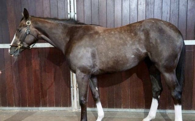 サクソンウォリアー産駒 フォミルマジックがデビュー